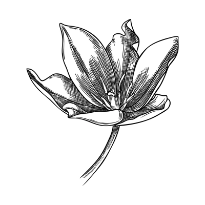 Elegant tulip illustration. Botanical drawing of summer flowers. Hand-drawn garden tulip bud. Engraved style floral drawing on white background. Hand-sketched flower for wedding or brand design